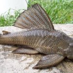 Ikan Sapu-sapu menjadi spesies yang invasif.