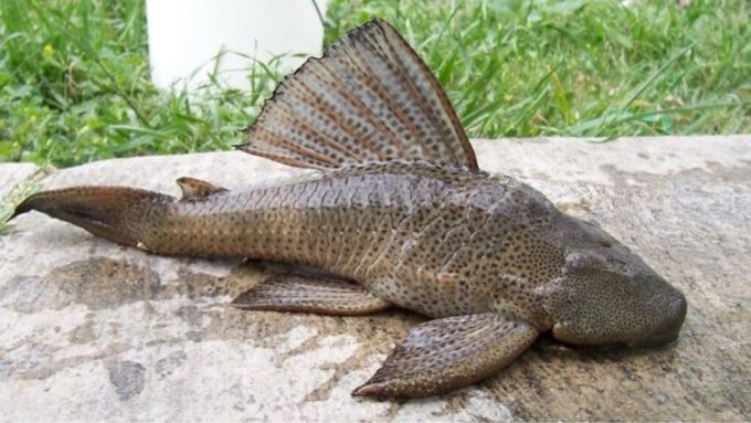 Ikan Sapu-sapu menjadi spesies yang invasif.