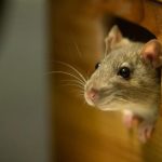 Tikus sebagai penyebab penularan Hantavirus.