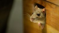 Tikus sebagai penyebab penularan Hantavirus.