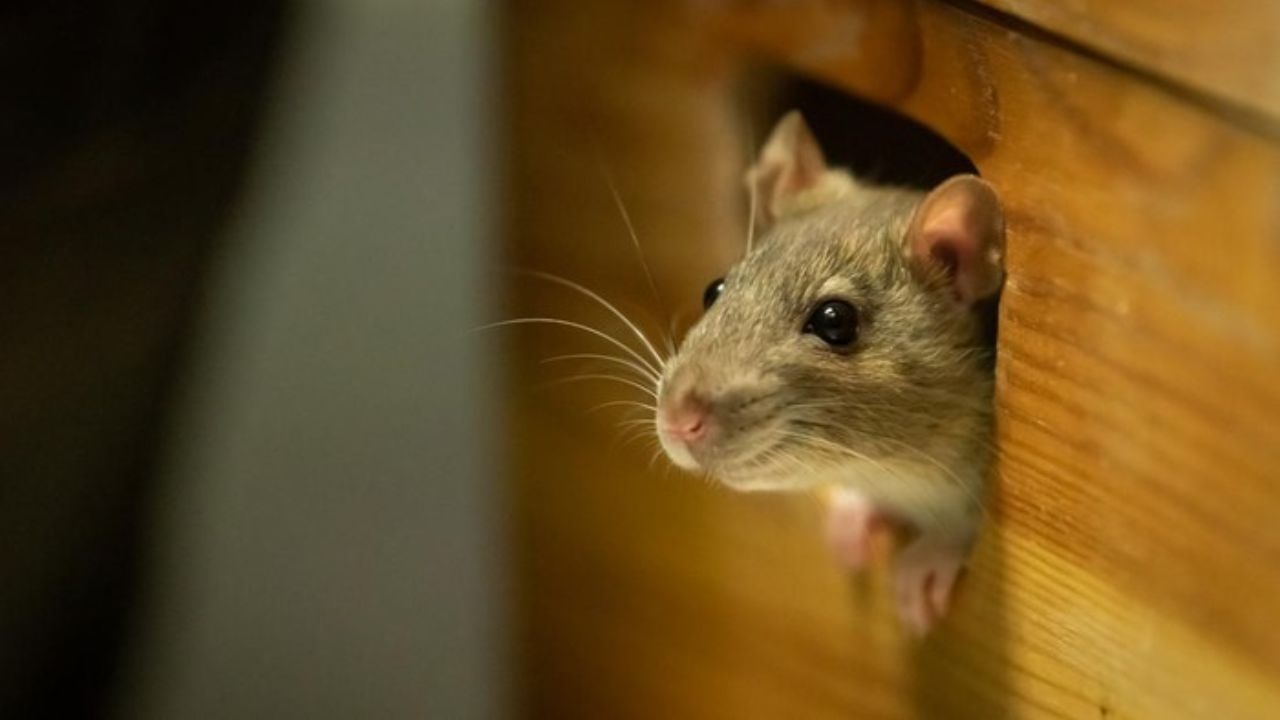 Tikus sebagai penyebab penularan Hantavirus.